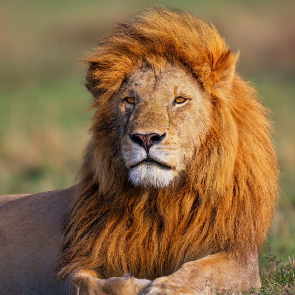 Lion in Sanskrit