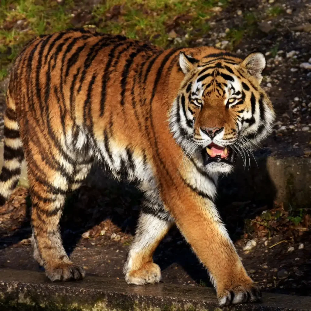 Tiger in sanskrit