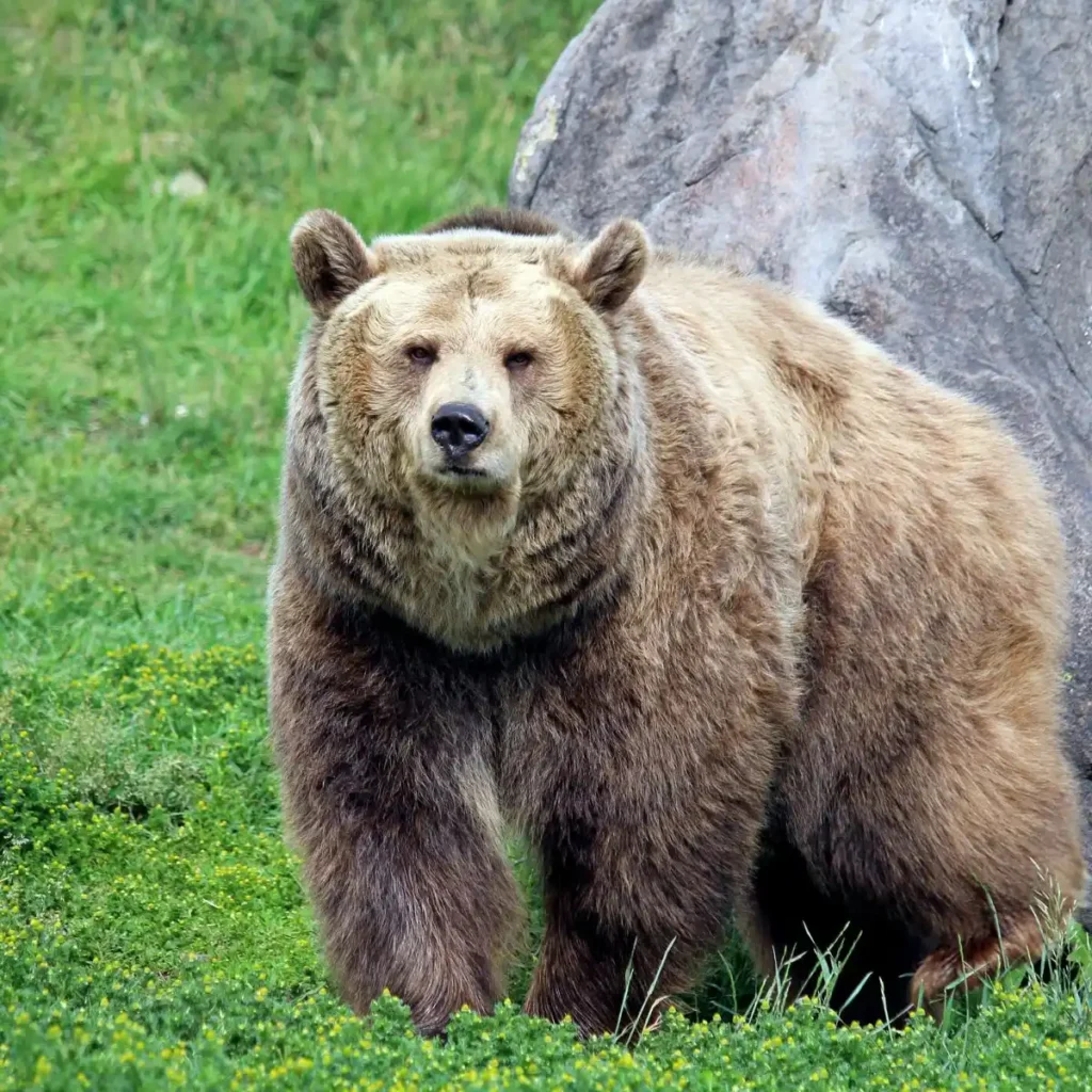 Bear in Sanskrit