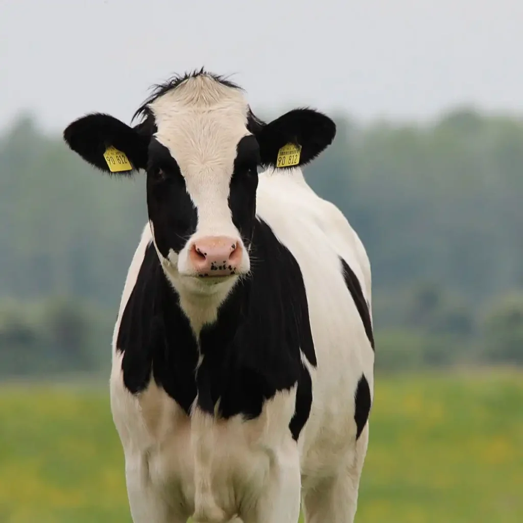 Cow in Sanskrit