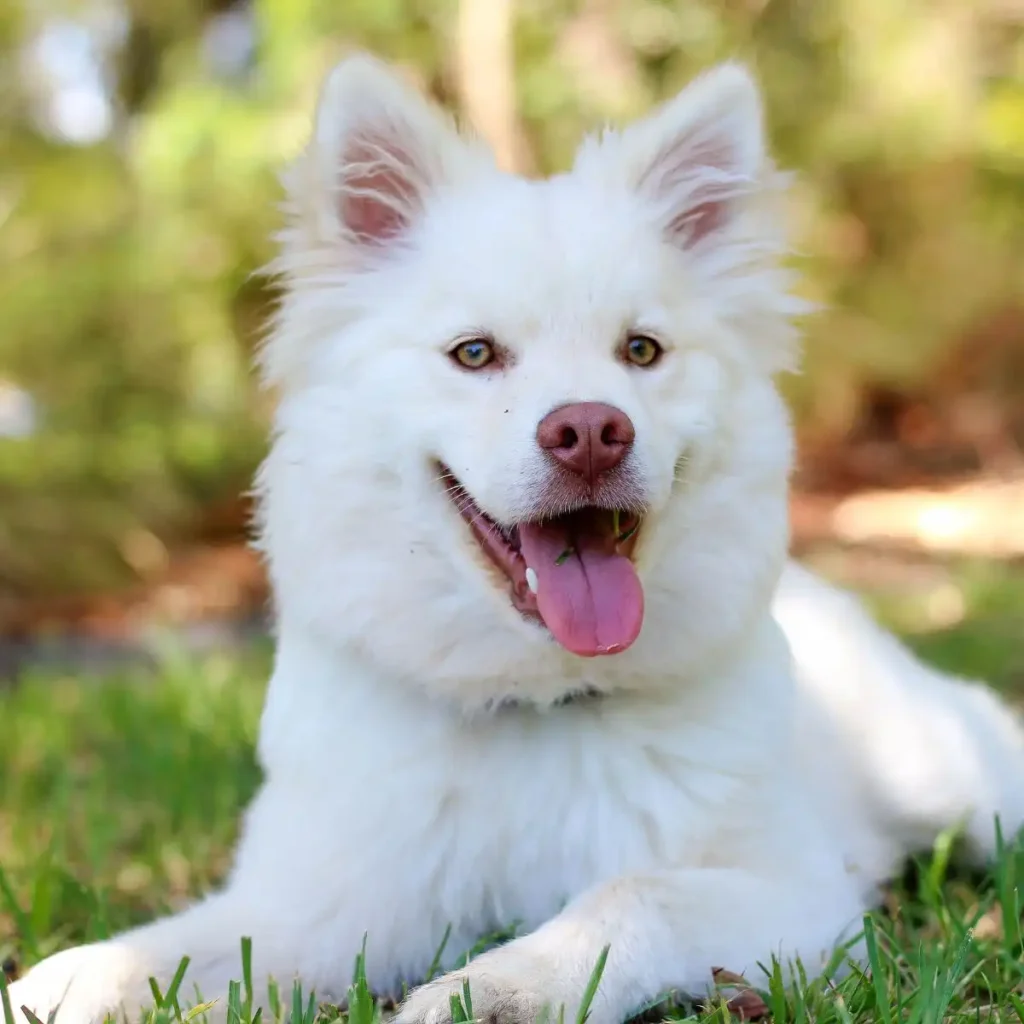 Dog in Sanskrit