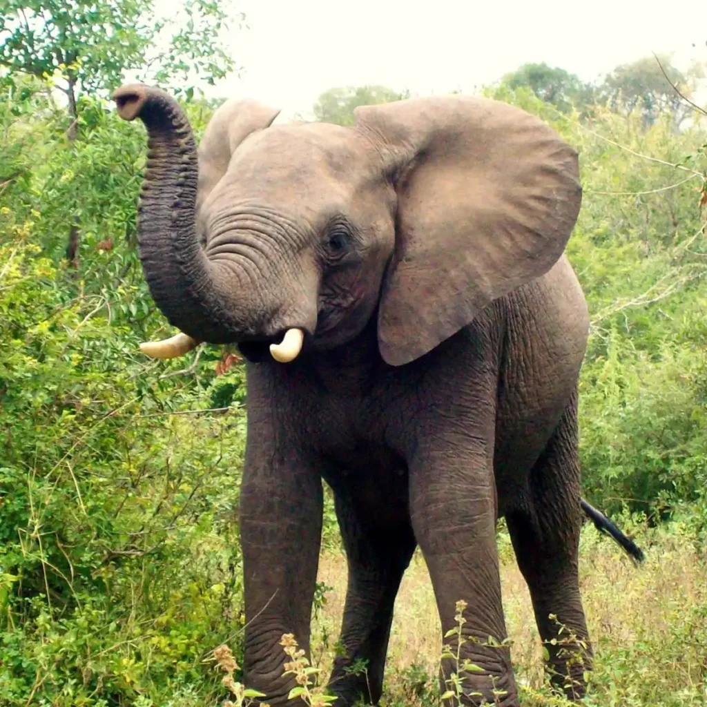 Elephant in Sanskrit