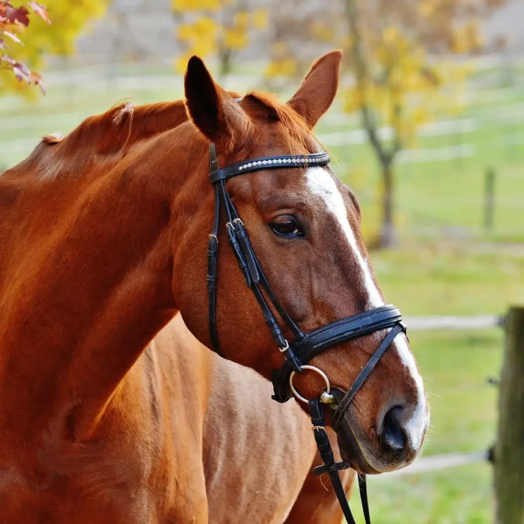 horse in Sanskrit