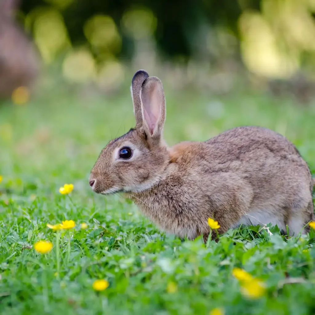 Rabbit in sanskrit